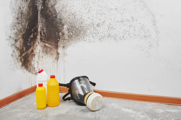 Best Best Mold Removal Companies  in Sherwood Manor, CT