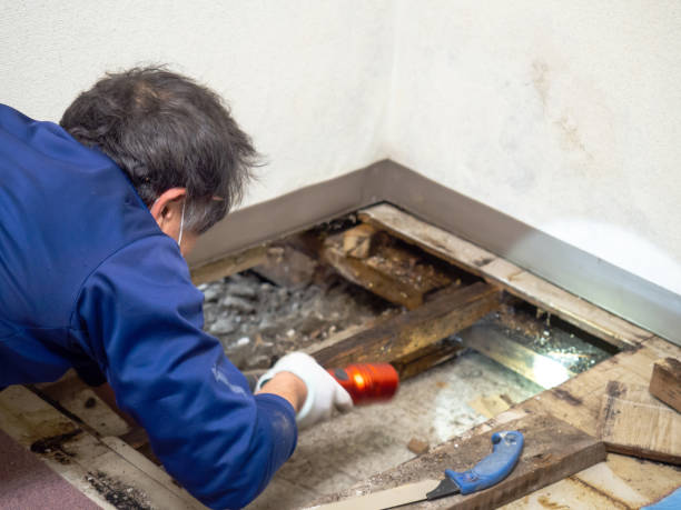 Best Mold Removal Specialists  in Sherwood Manor, CT