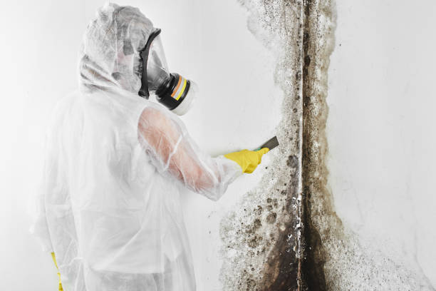 Best Professional Mold Removal  in Sherwood Manor, CT
