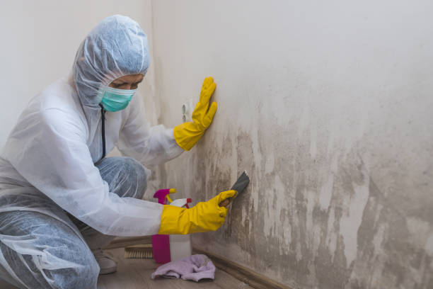 Best Affordable Mold Removal  in Sherwood Manor, CT