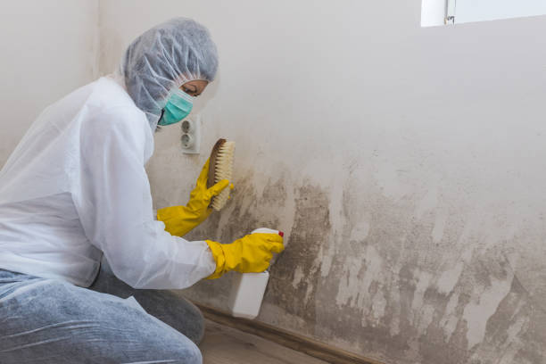 Best Affordable Mold Removal  in Sherwood Manor, CT