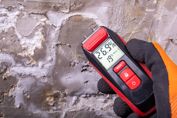 Best Black Mold Removal  in Sherwood Manor, CT