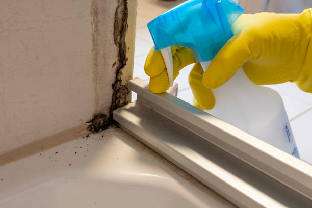 Best Residential Mold Removal  in Sherwood Manor, CT