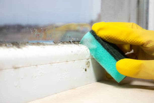 Best Emergency Mold Removal  in Sherwood Manor, CT