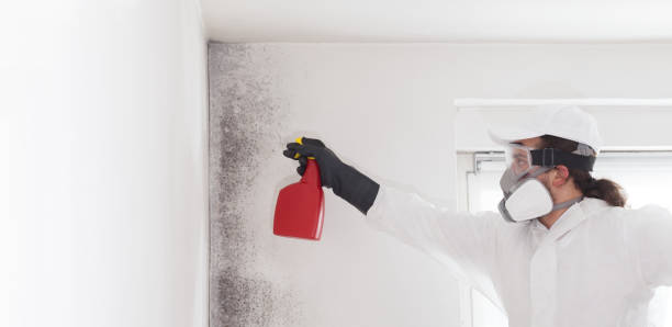 Best Black Mold Removal  in Sherwood Manor, CT