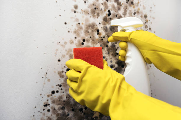 Best Commercial Mold Removal  in Sherwood Manor, CT