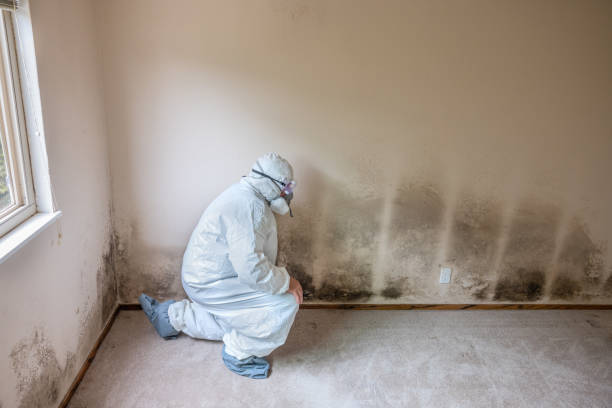 Best Office Mold Removal Services  in Sherwood Manor, CT