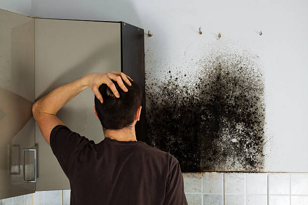 Best Local Mold Removal Service  in Sherwood Manor, CT