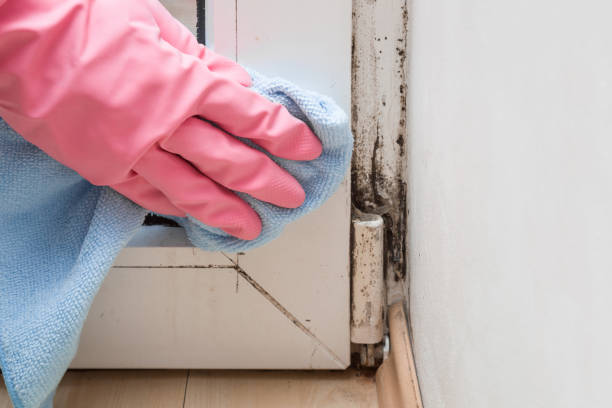 Trusted Sherwood Manor, CT Mold Removal Experts