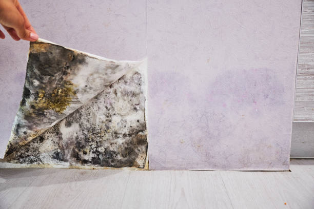 Best Same-Day Mold Removal  in Sherwood Manor, CT